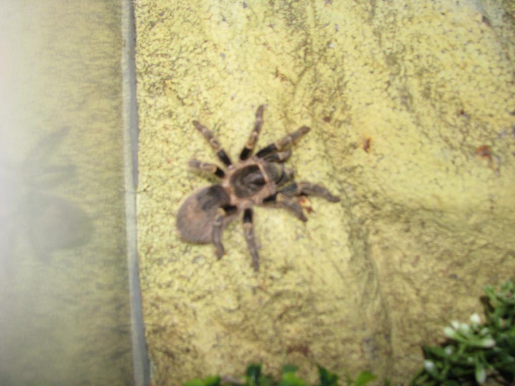 one of my....grammostola pulchripes