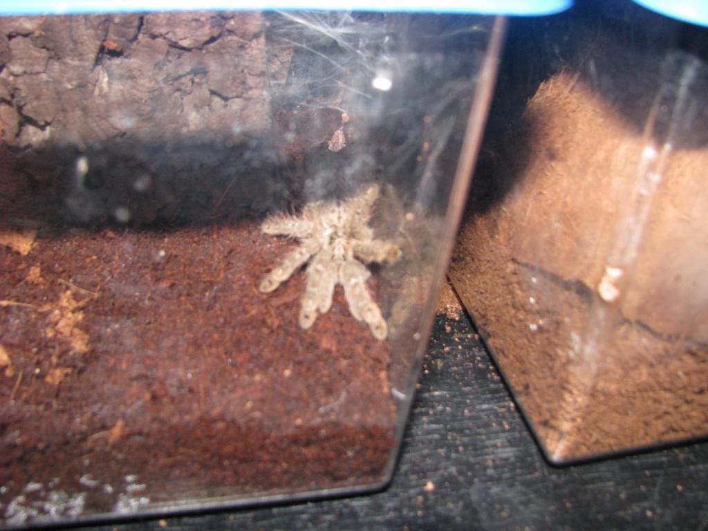 one of my..Heteroscodra maculata