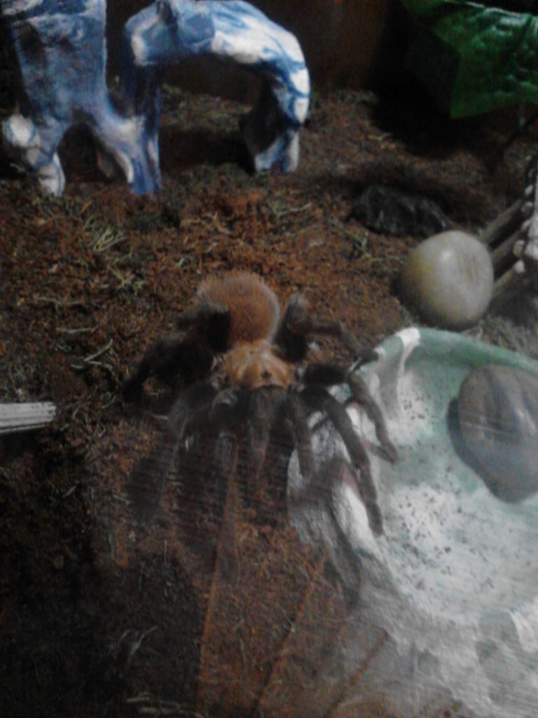 one of my male Texas Brown Tarantulas