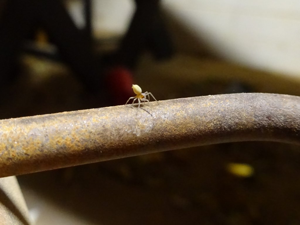 One of the Tiniest Spiders I Have Ever Seen