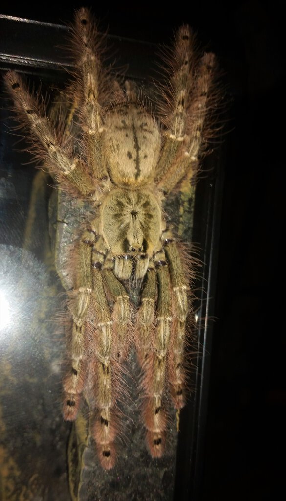 One or Two Molts To Full Size- Female