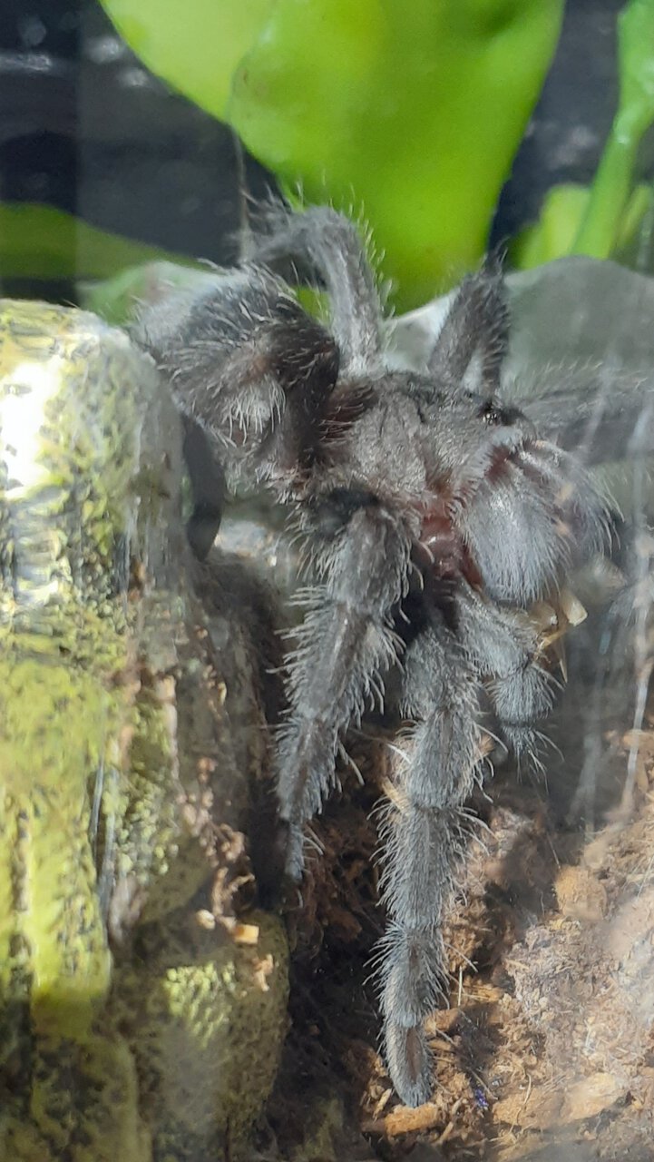 Onyx, G. pulchra