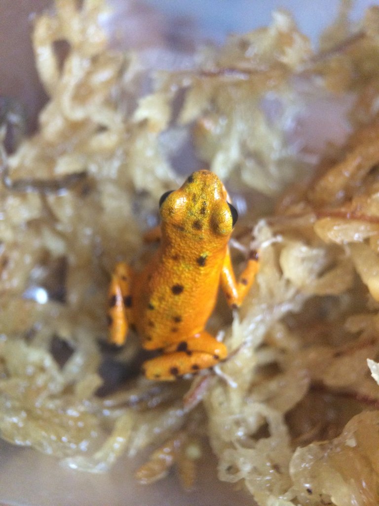 Oophaga pumilio [Cemetery] 'Bastimentos' female