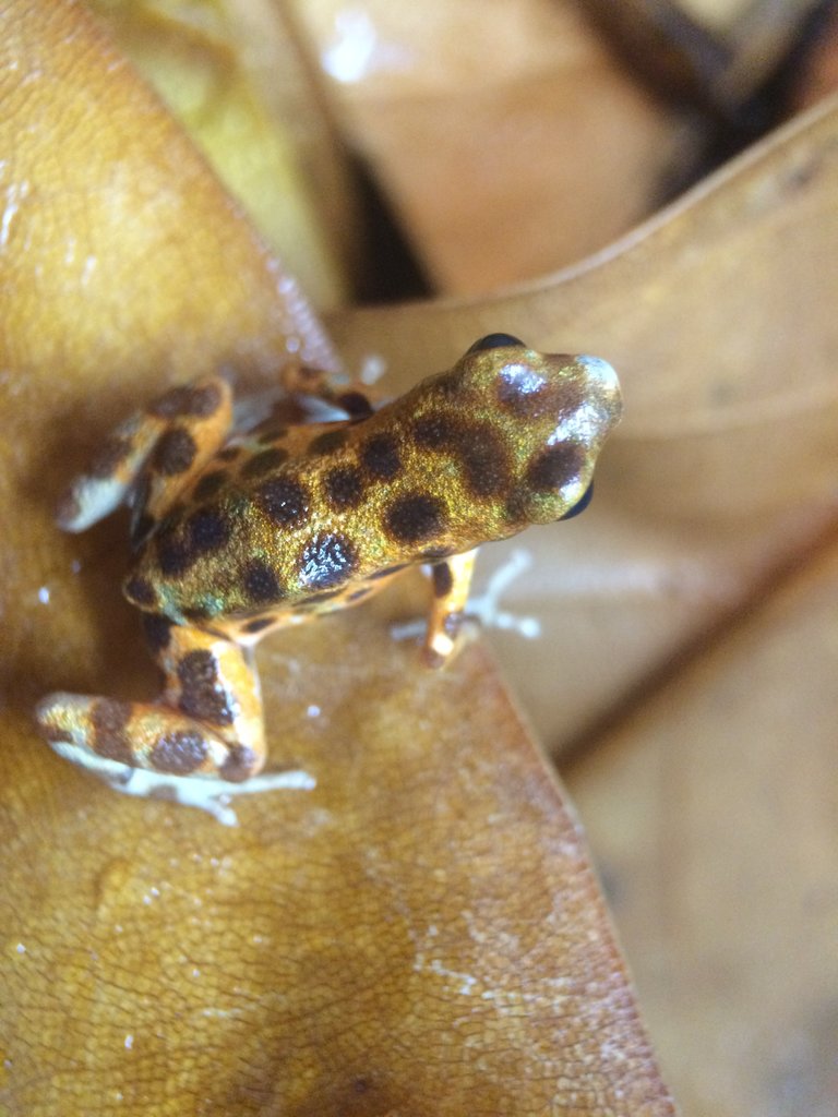 Oophaga pumilio [Cemetery] 'Bastimentos' male