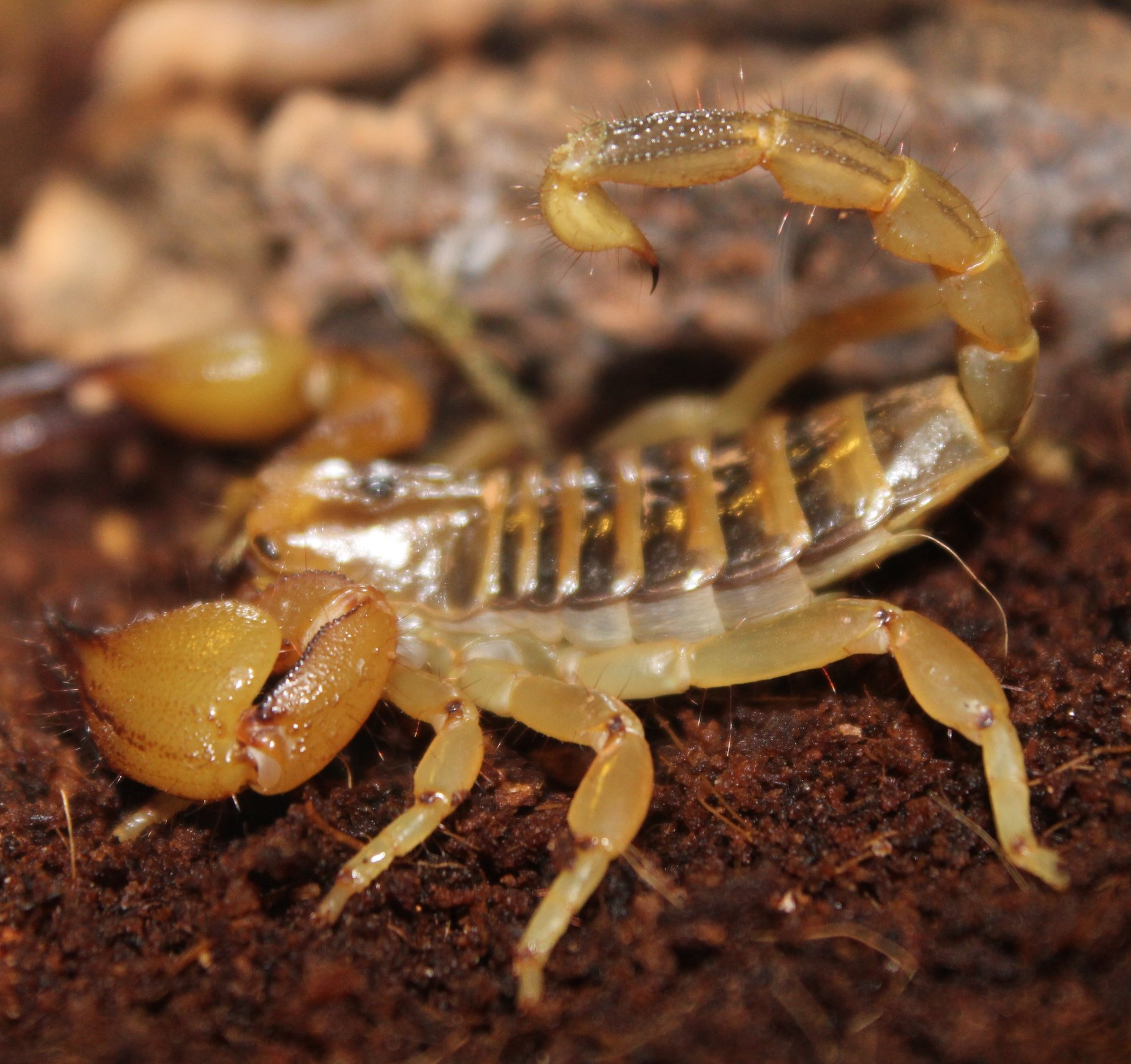 Ophistothalmus walberghi aka Tri-color Scorpion