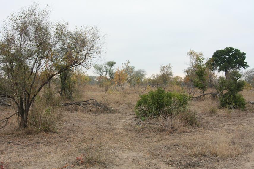 Opistacanthus validus habitat