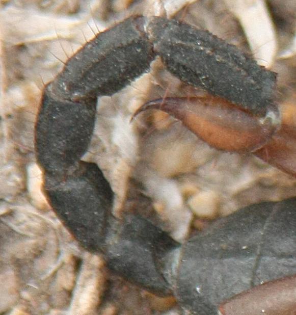 Opistacanthus validus