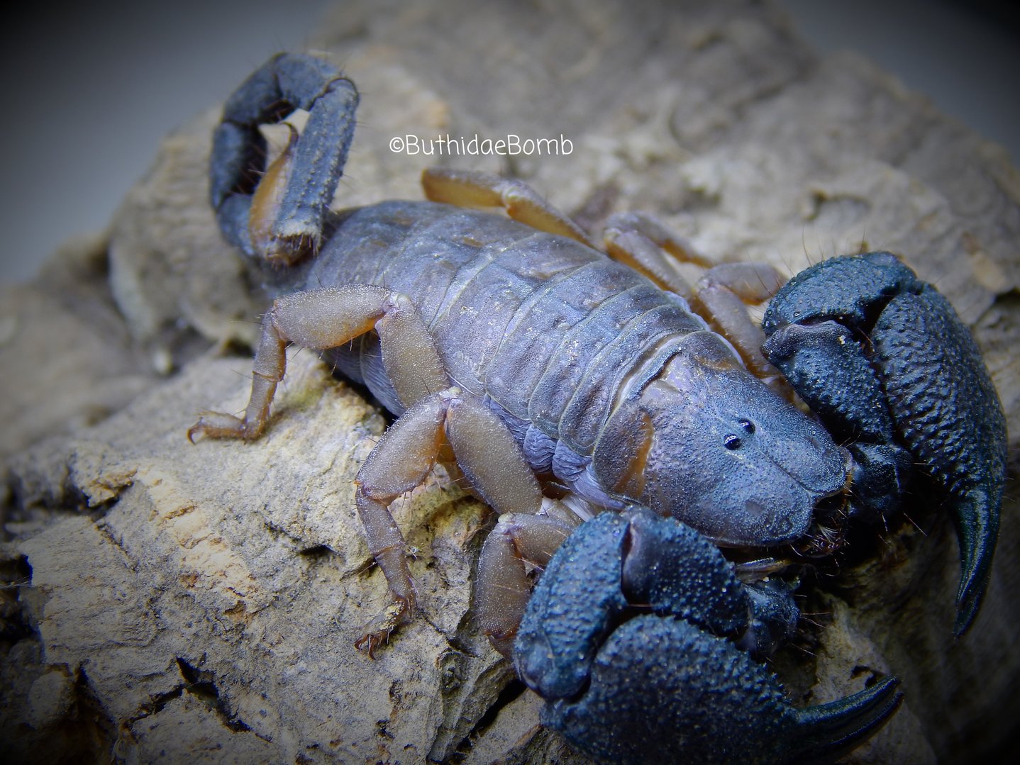 Opisthacanthus rugiceps