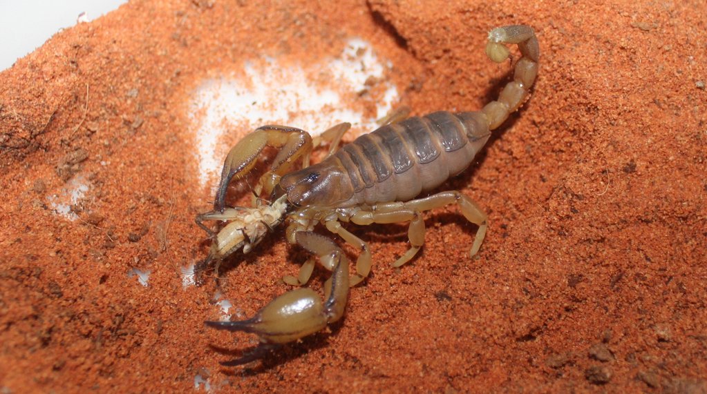 Opsitophthalmus boehmi, feeding