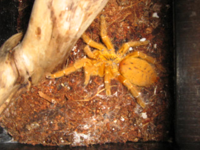 Orange Baboon and Trap Door Spider