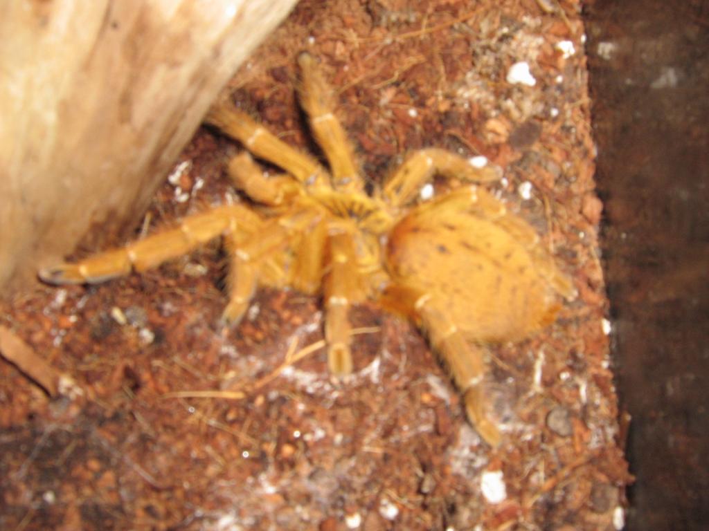 Orange Baboon and Trap Door Spider