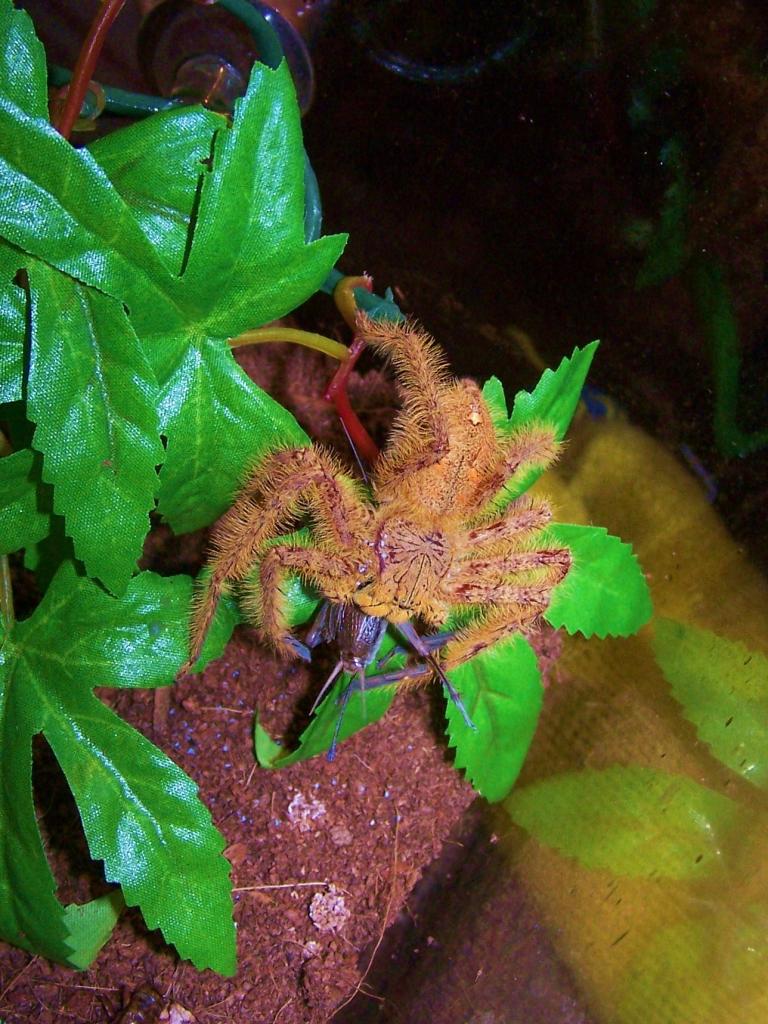 Orange Huntsman