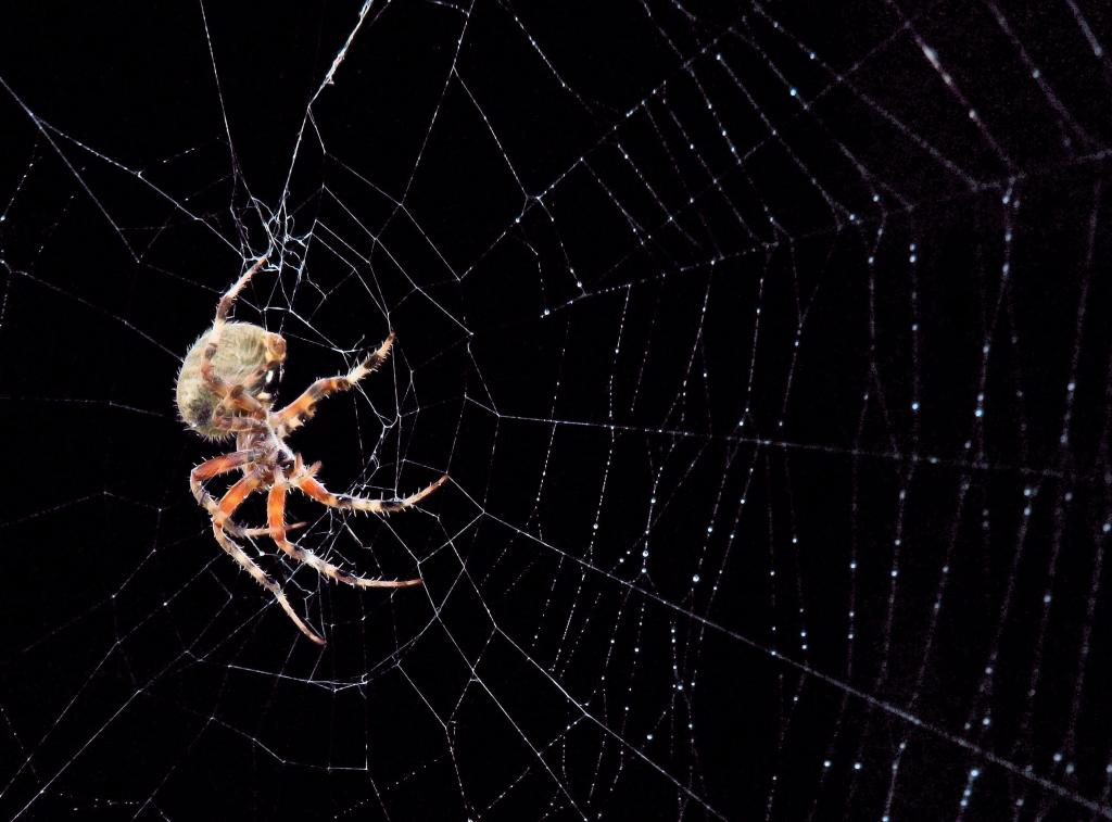 Orb Weaver in the spot light