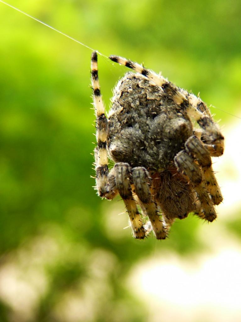 Orb weaver Serbia