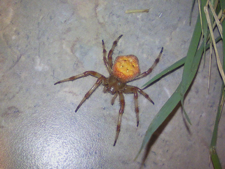 orb-weaver