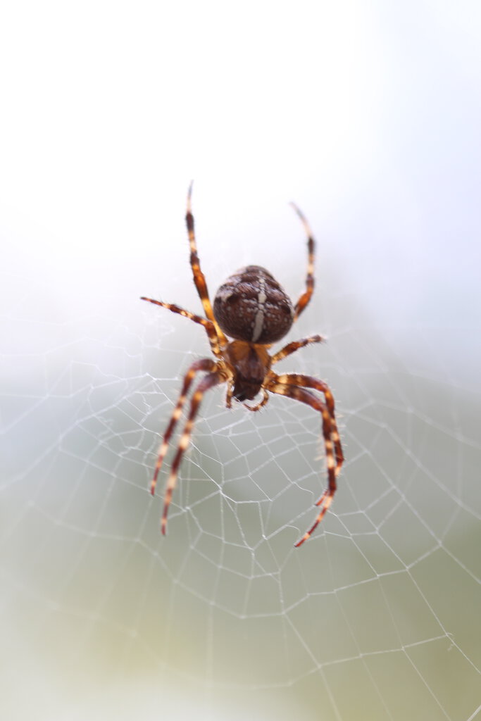 Orbweaver04.JPG