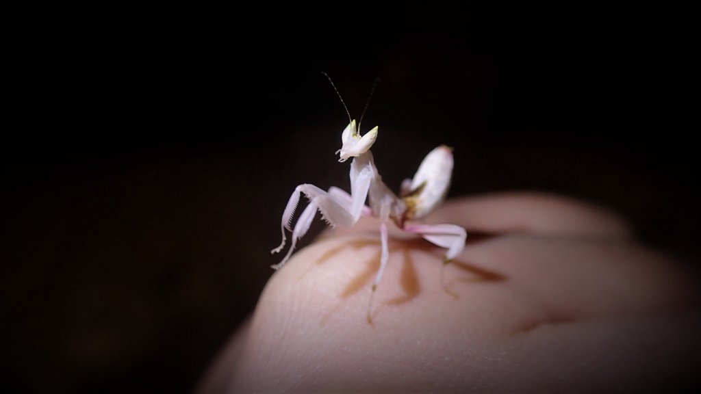 Orchid Mantis nymph