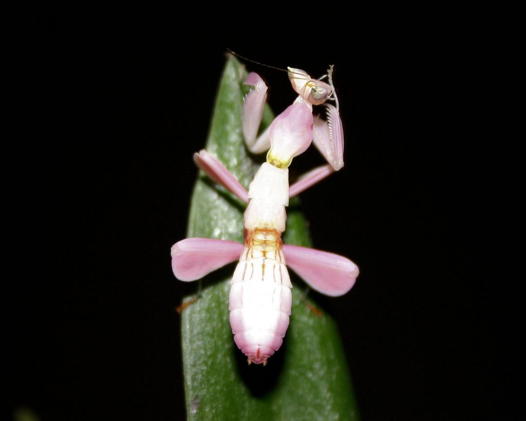 Orchid Mantis