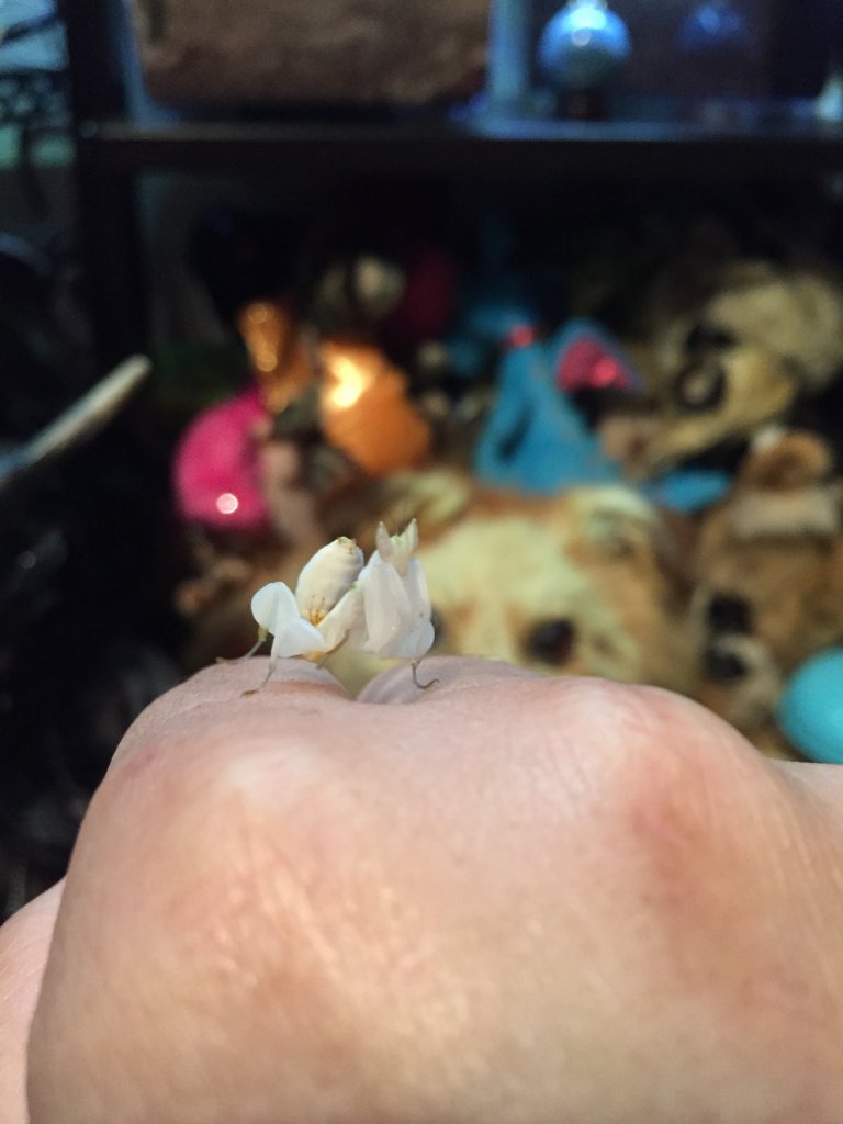 Orchid Mantis