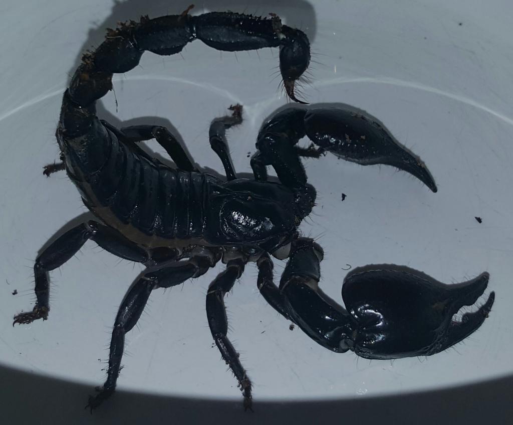 Orion the Scorpion