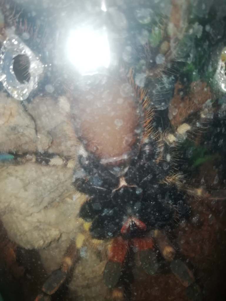 Ornata 4.7 inches