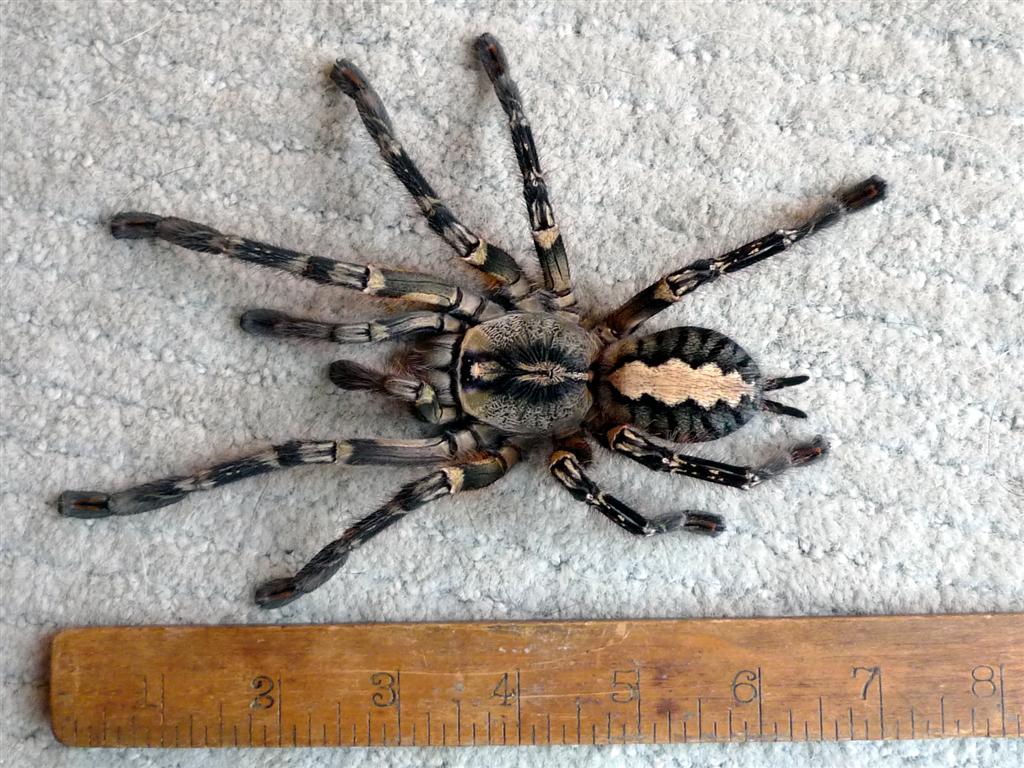 ornata female