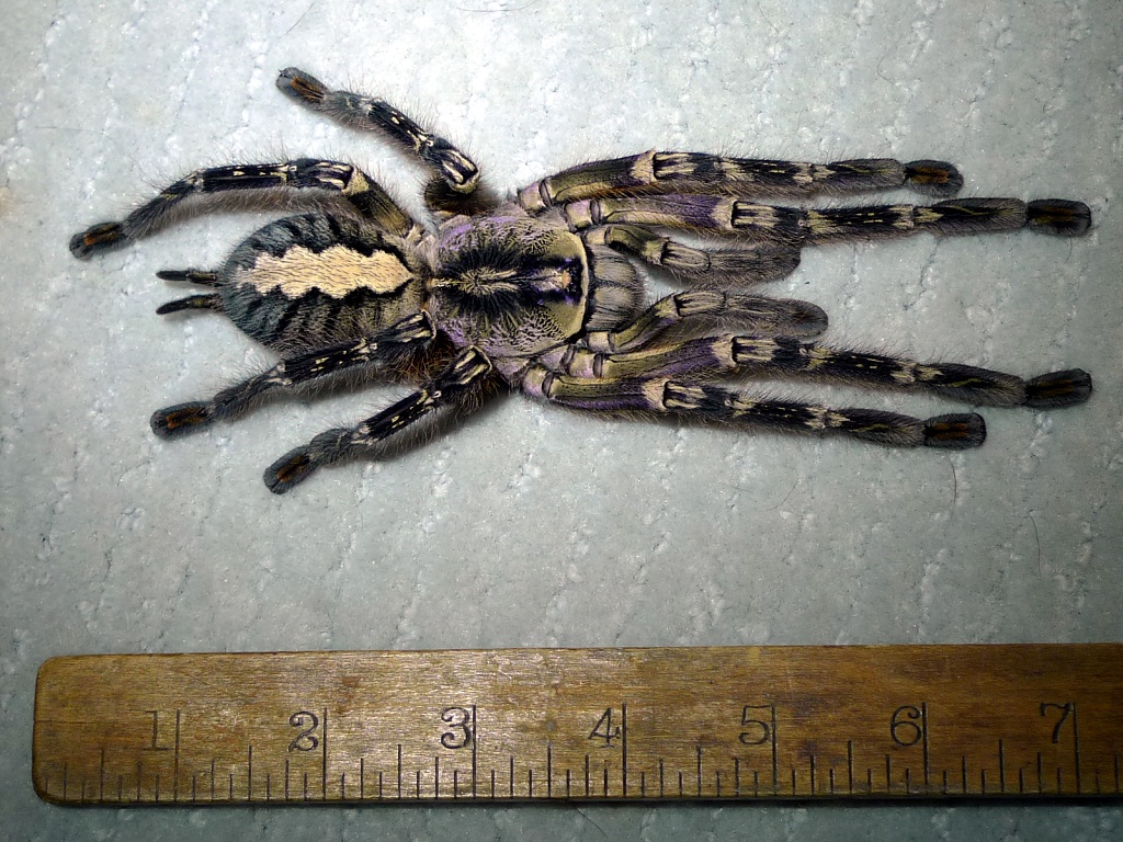 ornata female