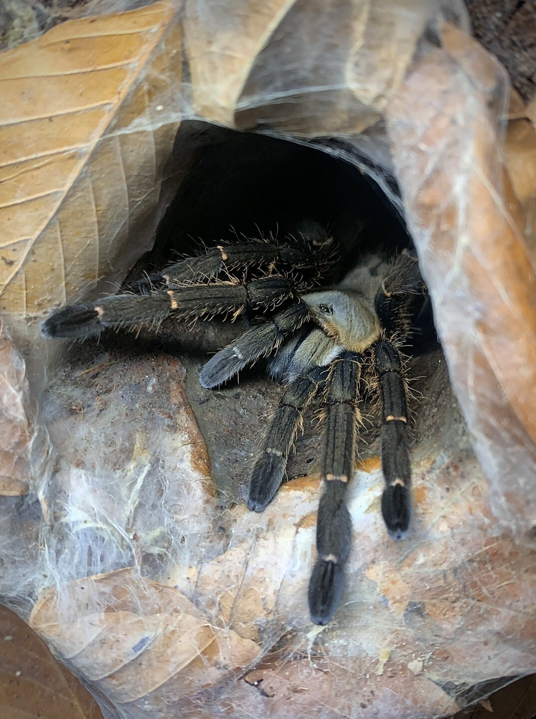 Ornithoctoninae sp. “nhen dep”