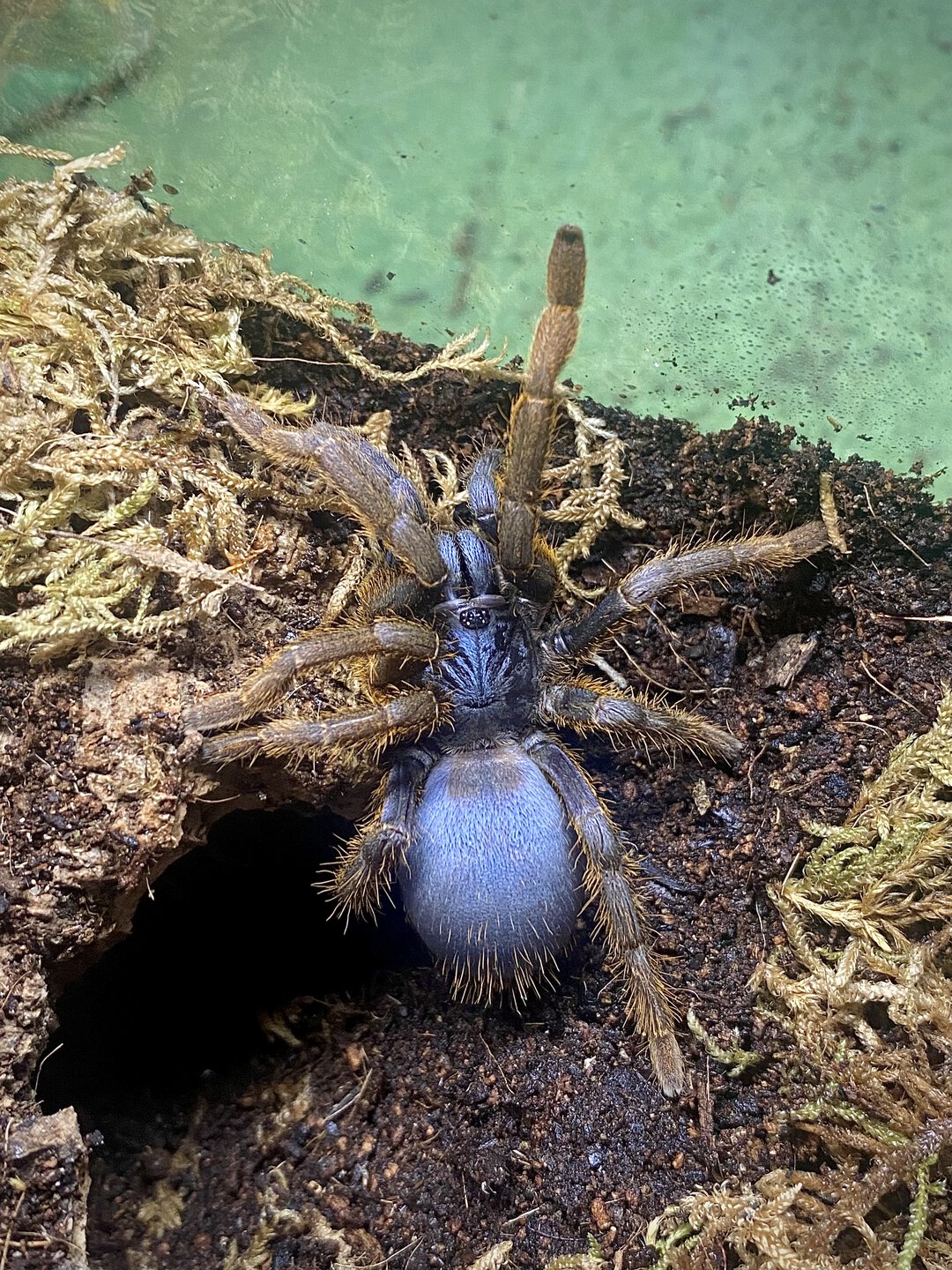 Ornithoctoninae sp. “vietnam silver”