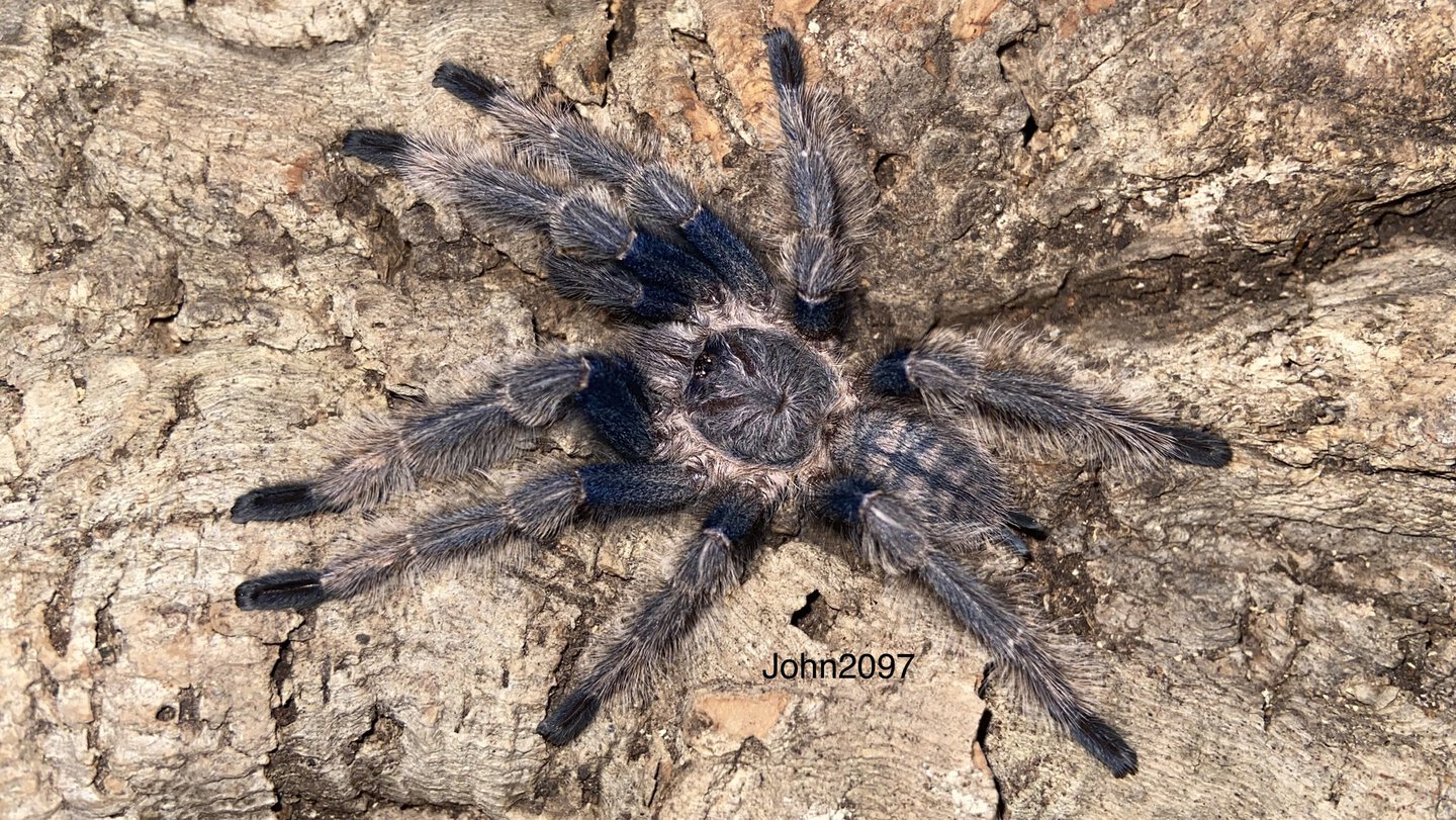 Ornithoctoninae sp laos mature male