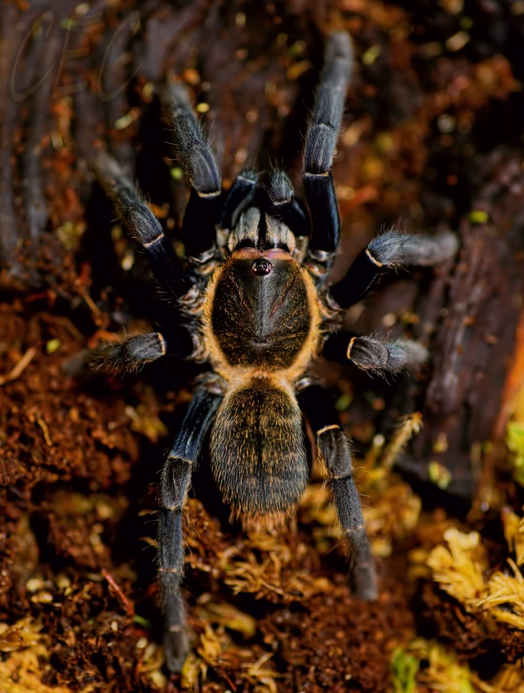 Ornithoctoninae sp. "laos" (trapdoor)