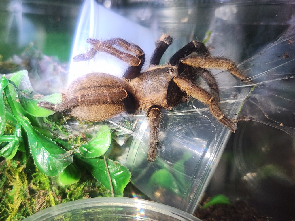 Ornithoctonus aureotibialis