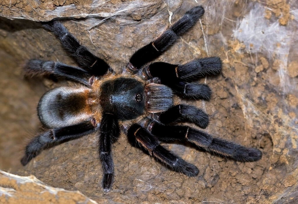 Ornithoctonus aureotibialis