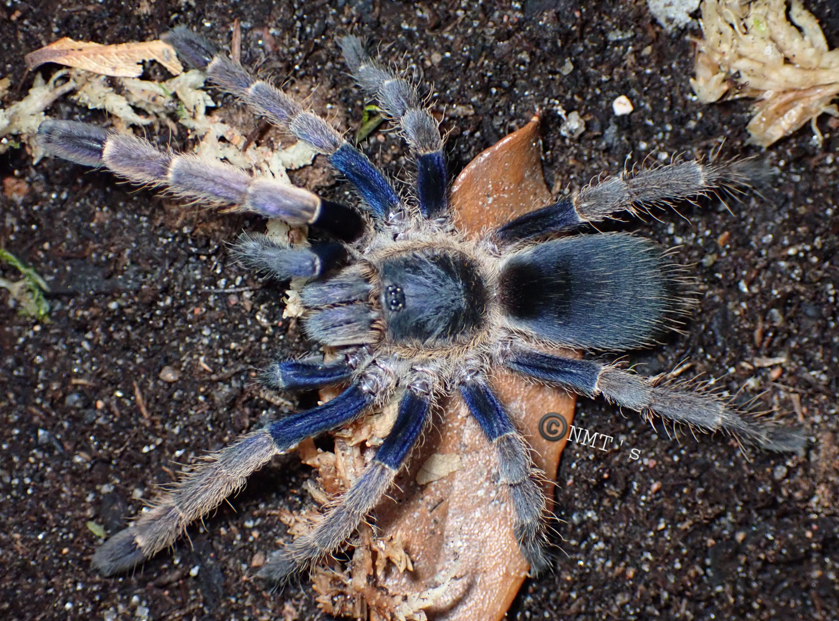 Ornithoctonus sp. Ranong blue - 3" DLS