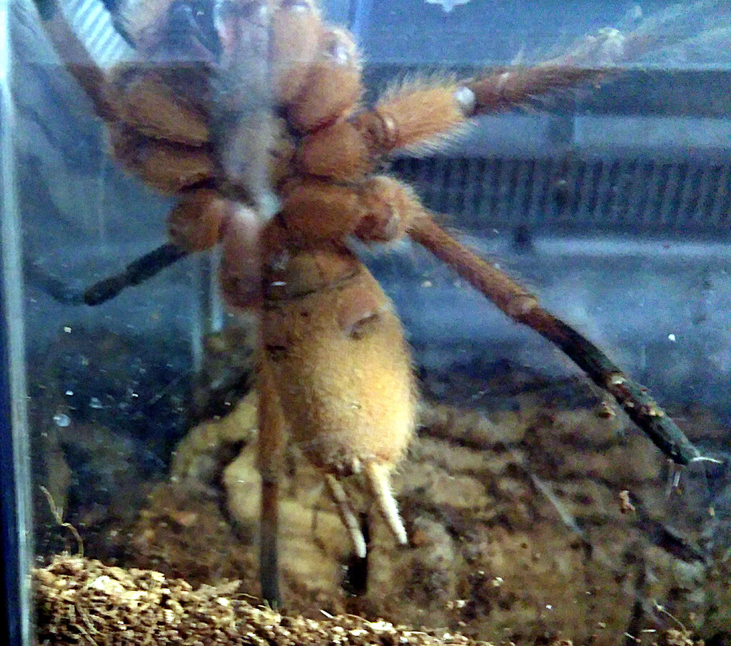 Orphnaecus philippinus