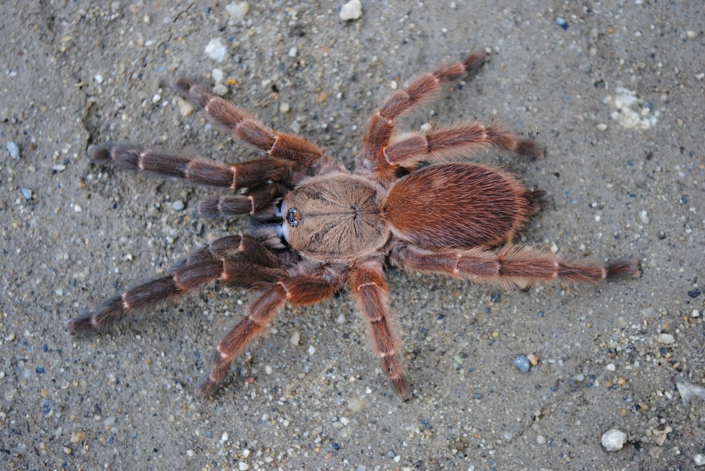 Orphnaecus sp. 'Blue Panay” - Female