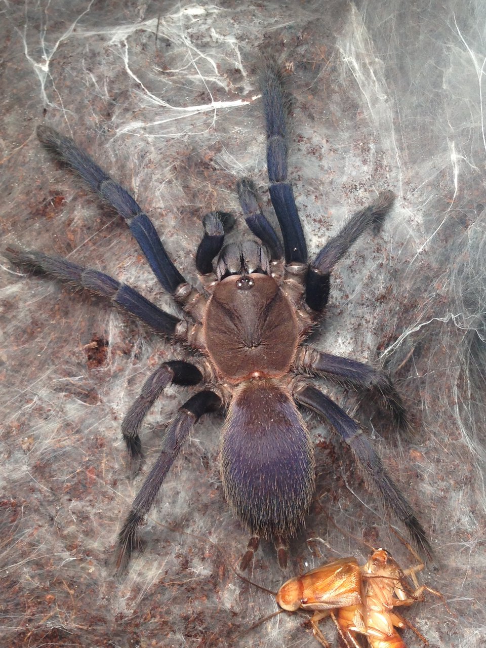 Orphnaecus sp. "Blue Quezon" Female