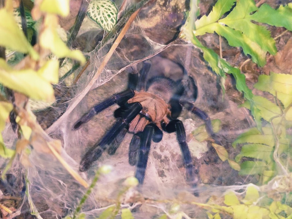 Orphnaecus sp. "Kordilleran" Sub-adult female