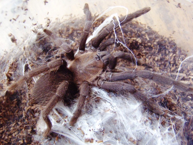 Orphnaecus Sp. ?