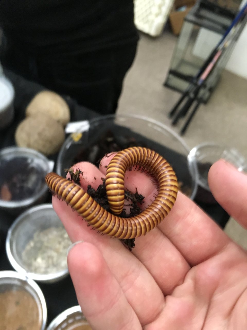 Orthoporus ornatus Being Held