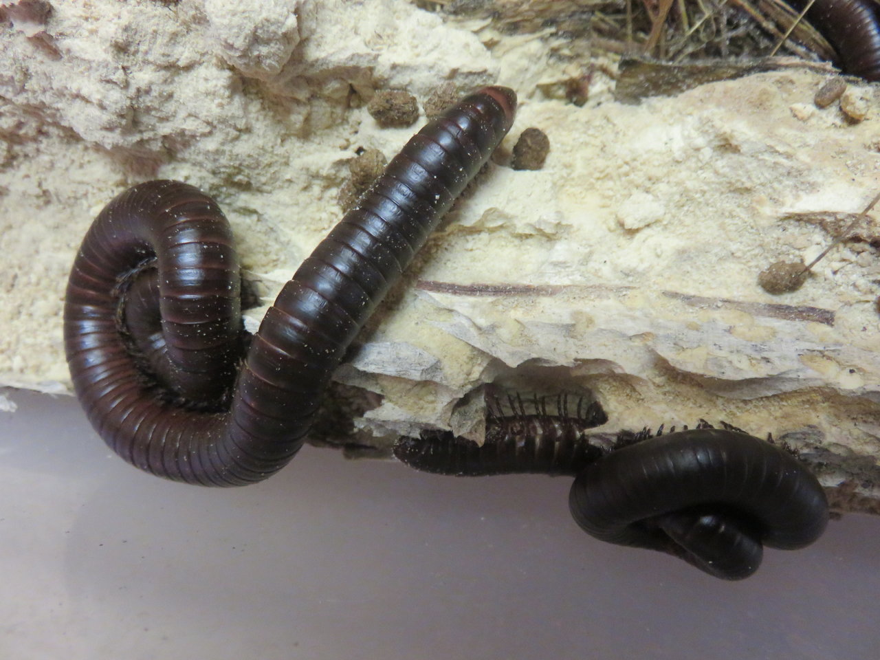 orthoporus ornatus natural food experiment.