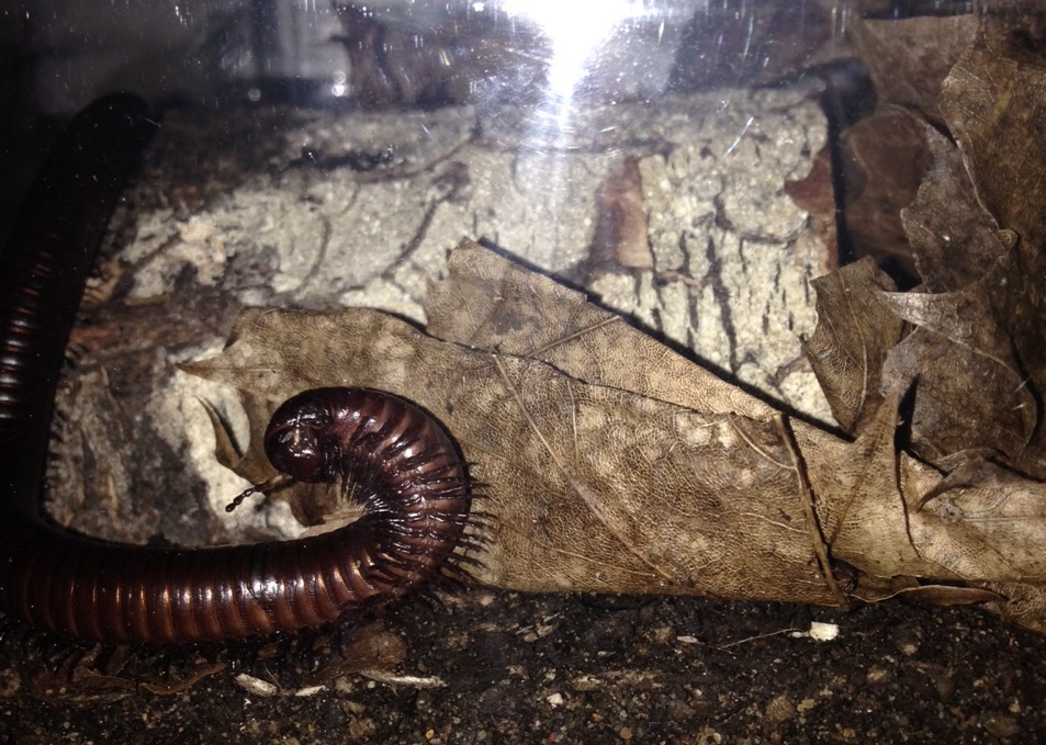 Orthoporus ornatus