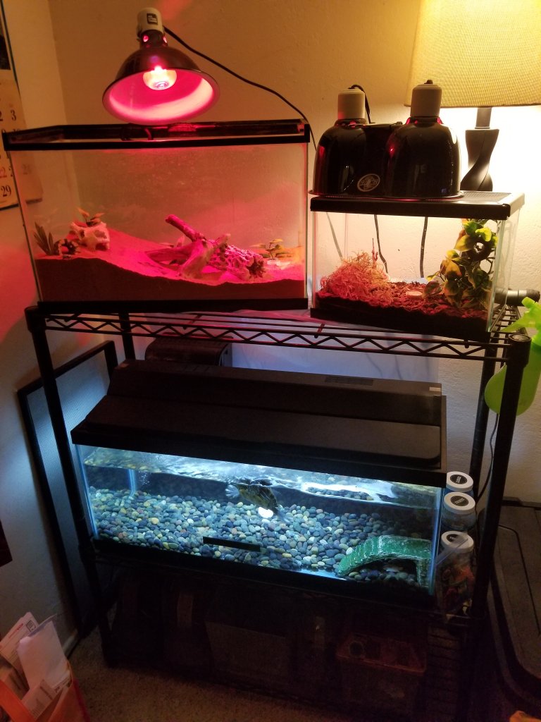 Our new happy tanks