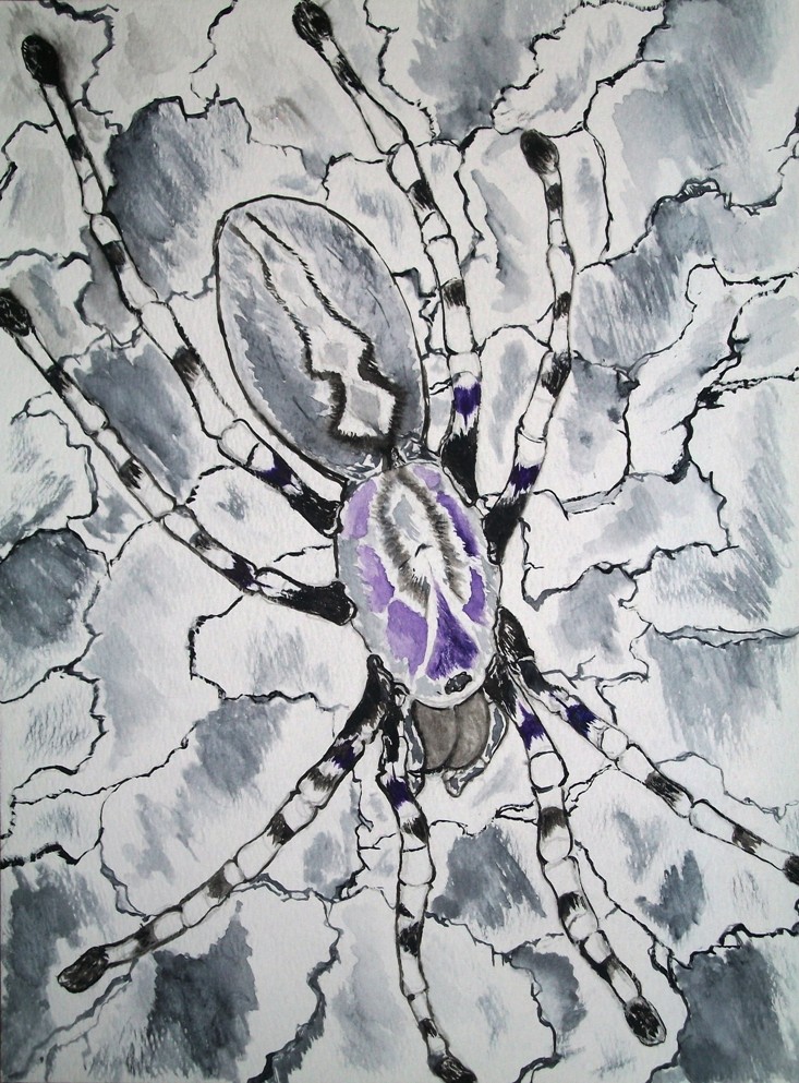 Our Tarantulas and Paintings