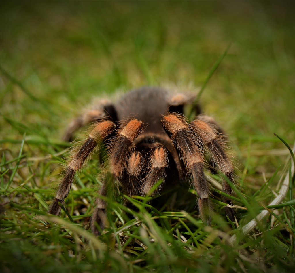 Out for a stroll last Summer