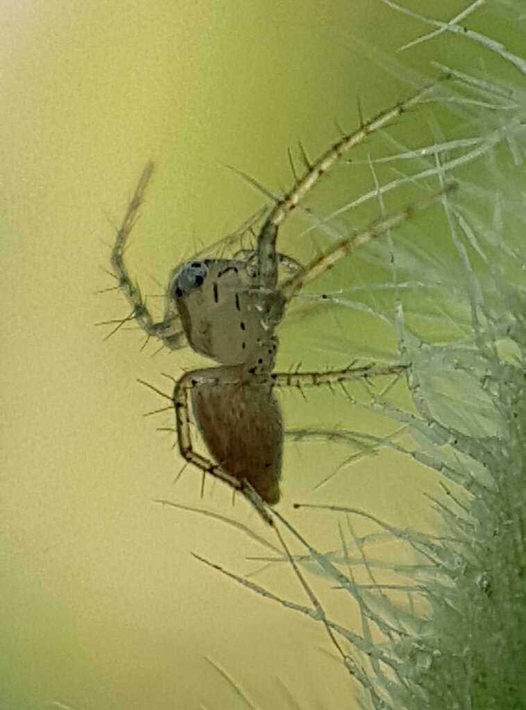 Oxyopes sp.