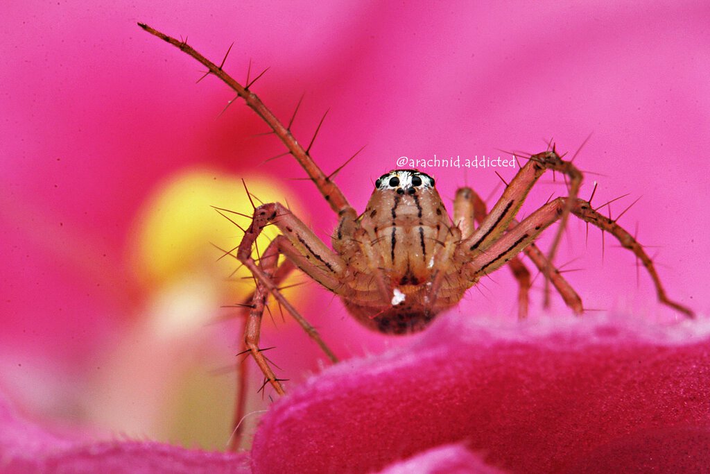 Oxyopes sp.