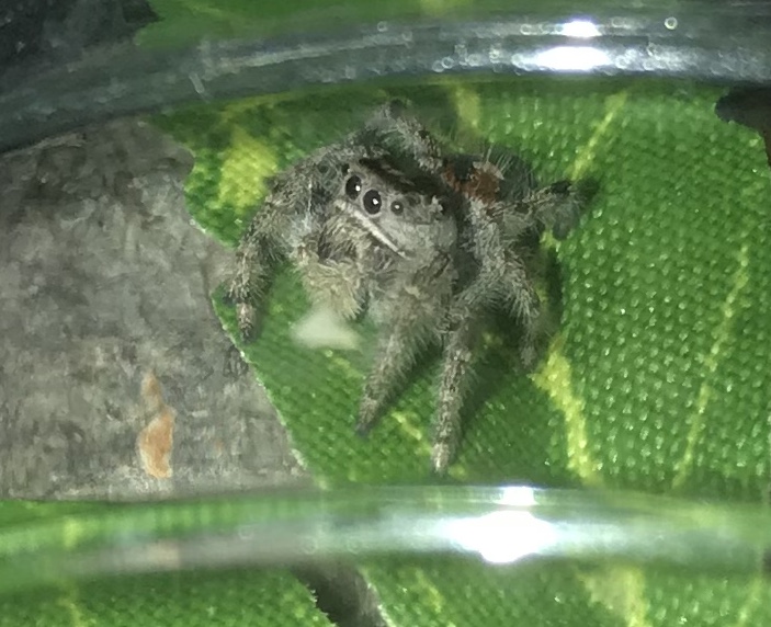 P. Adumbratus fresh out of molt