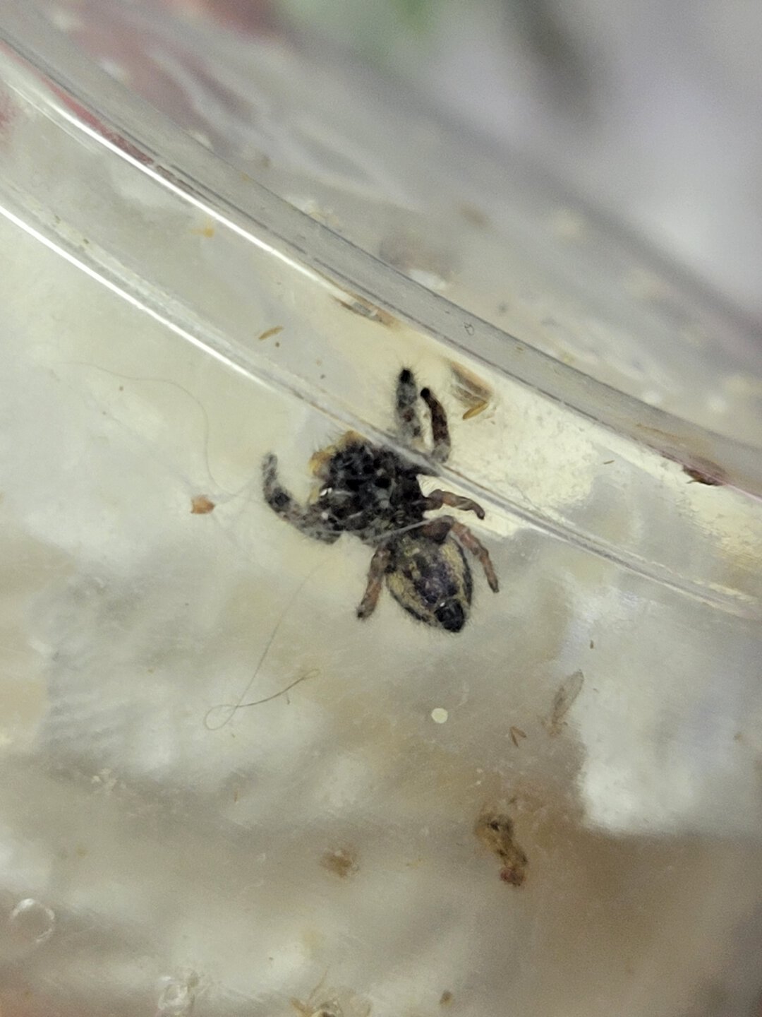 P. audax limb regeneration after molting