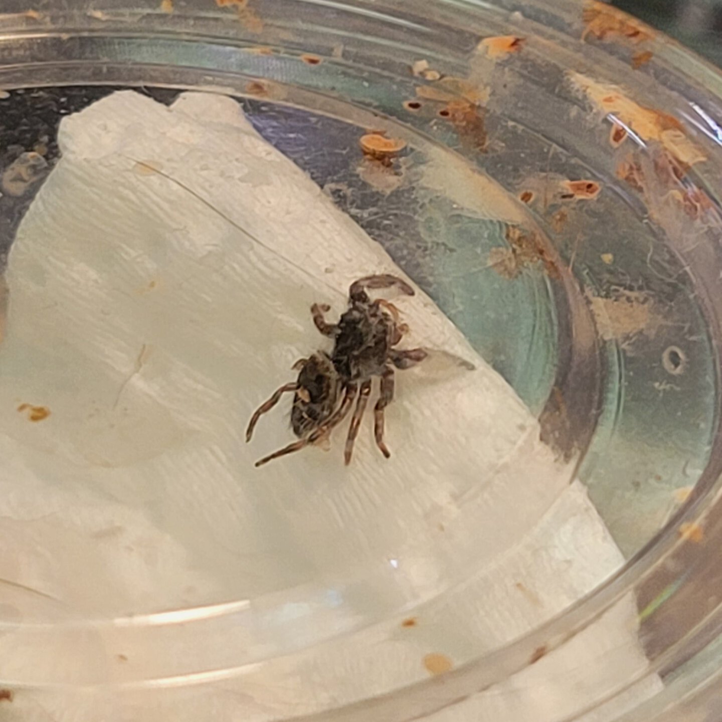P. audax post-molt with only 3 functioning legs